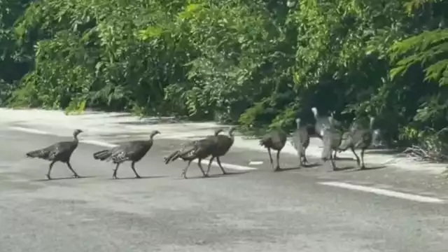 Los habitantes de Sisal vieron cómo las aves cruzaban la carretera.
