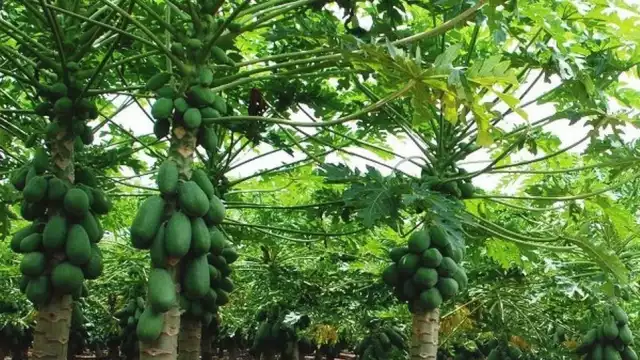 El área de plantación pasó de ser de 40 hectáreas a 10; la fruta fue desplazada por el limón 

