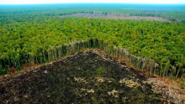 El promedio de deforestación en Campeche es de 38 mil 619 hectáreas al año
