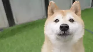 Casi 480 personas participaron en la subasta, mientras que la transmisión en internet alcanzó las 100 mil visualizaciones