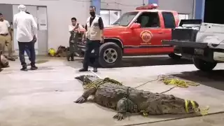 Cocodrilo será reubicado tras asesinar a una mujer en Tampico