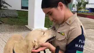 El perrito fue rescatado el pasado sábado durante las inundaciones en Tabasco Foto: Semar