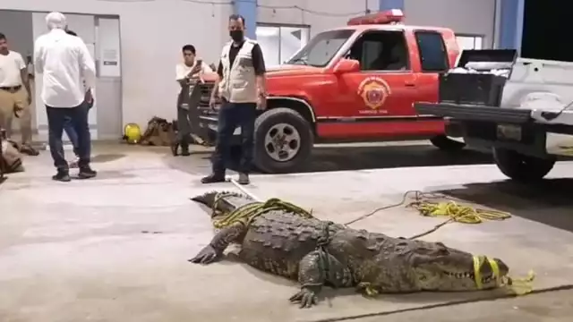 Cocodrilo será reubicado tras asesinar a una mujer en Tampico