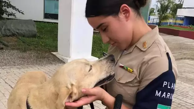 El perrito fue rescatado el pasado sábado durante las inundaciones en Tabasco Foto: Semar
