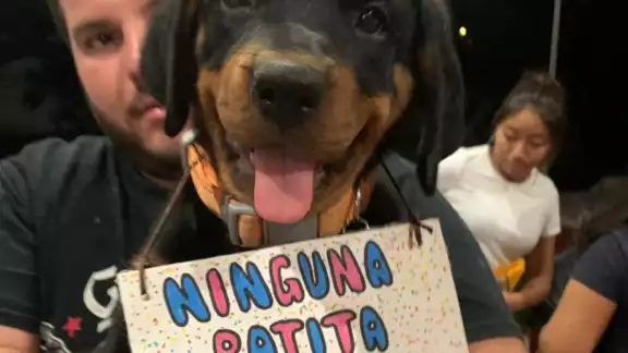 Aparentemente, personas sin registro convocan a actividades en apoyo a mascotas y otras especies Aparentemente, personas sin registro convocan a actividades en apoyo a mascotas y otras especies