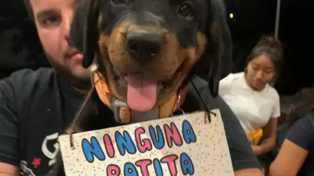 Aparentemente, personas sin registro convocan a actividades en apoyo a mascotas y otras especies