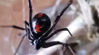 Alerta por presencia de arañas venenosas en Yucatán