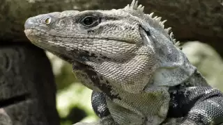 Los lugareños prefieren consumir la carne del reptil asada.