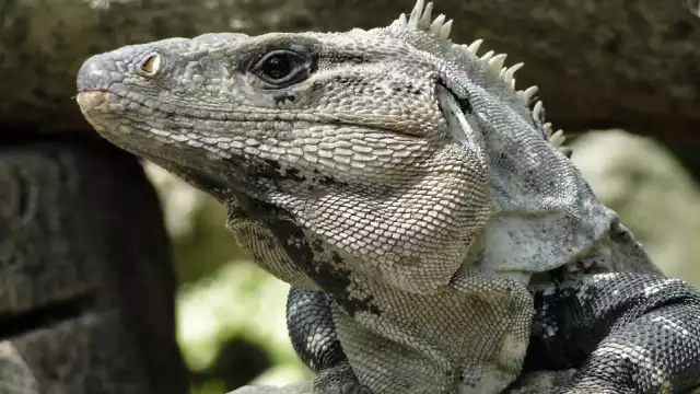 Los lugareños prefieren consumir la carne del reptil asada.