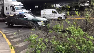 Algunas vialidades de la CDMX se vieron afectadas por la caída de unos árboles