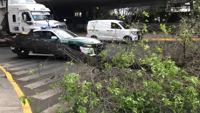 Algunas vialidades de la CDMX se vieron afectadas por la caída de unos árboles
