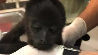 Santuario de Akumal recibe a monos aulladores rescatados en Chetumal