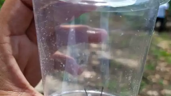 A pesar de ser un diminuto ejemplar de Viuda Negra, si picadura es igual de venenosa