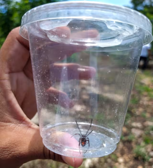 A pesar de ser un diminuto ejemplar de Viuda Negra, si picadura es igual de venenosa