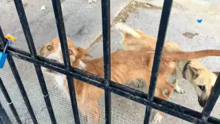 Investigan presunto maltrato animal en Campeche: hallan perros desnutridos en predio abandonado