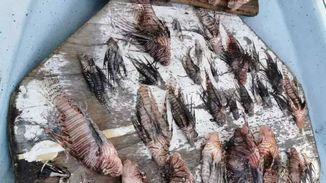 FOTO: Abraham Cohuó