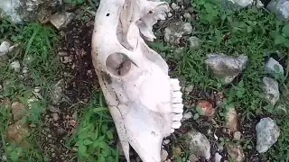 Copropietarios del rancho “La Asunción” dijeron que calculan que el robo de ganado ocurre a medianoche