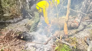 Logran 90% de liquidación del incendio forestal “Jas” en Xcalak