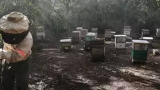 Los apicultores comentan que los fenómenos meteorológicos causaron daños en sus colmenas