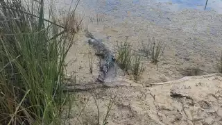 La zona dónde fue liberado, no fue reportado por la dependencia