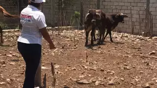 Manuelita Cocom propone esquemas de asistencias técnicas para ganaderos