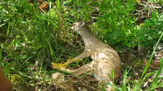 Pobladores rescatan a venado atrapado en un alambrado en Cozumel
