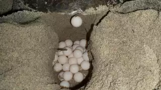 Otro de los motivos de los saqueos, es que la gente sigue creyendo que los huevos de tortuga son estimulantes sexuales