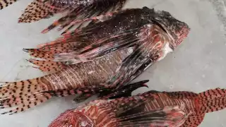 Foto: Víctor Ávalos