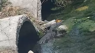El cocodrilo fue visto en el canal de desague de la secundaria Instituto Campechano. Foto: Especial