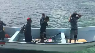 Prohíben la pesca del pez mero en Chetumal y el Mar Caribe por dos meses