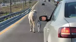 El animal fue visto por varios en el tramo carretero