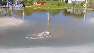 Pobladores sufren de moscos y de falta de servicios básicos