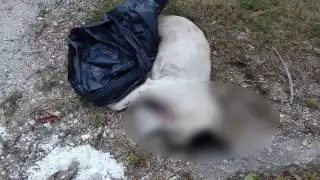 Hombre atropella a un perro y lo mata
