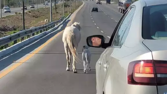 El animal fue visto por varios en el tramo carretero