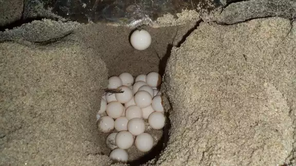Hasta el momento más de 280 crías de tortugas marinas han sido liberadas en lo que va de la temporada 2021