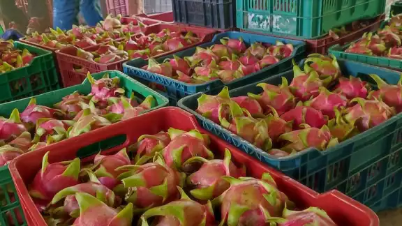 Los precios pactados entre la empresa y los productores son de 27 pesos el kilogramo de pitahaya de primera Los precios pactados entre la empresa y los productores son de 27 pesos el kilogramo de pitahaya de primera