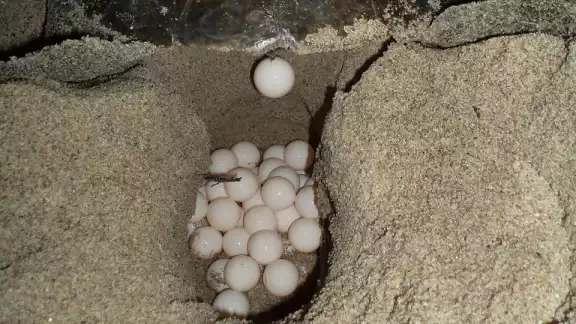 Otro de los motivos de los saqueos, es que la gente sigue creyendo que los huevos de tortuga son estimulantes sexuales Otro de los motivos de los saqueos, es que la gente sigue creyendo que los huevos de tortuga son estimulantes sexuales