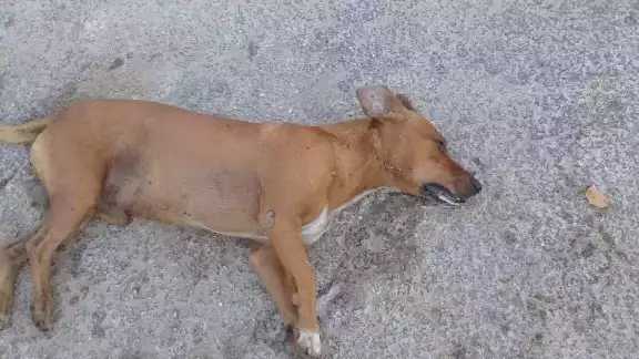 El tóxico en la vía pública es un peligro para otros animales o personas El tóxico en la vía pública es un peligro para otros animales o personas