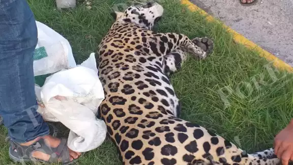 Incluso unas personas intentaron llevarse el cuerpo del felino, pero fueron detenidos en el lugar Incluso unas personas intentaron llevarse el cuerpo del felino, pero fueron detenidos en el lugar