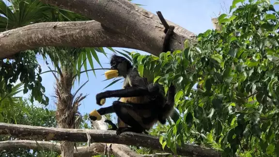 Se busca a la familia de Cirilo, un mono araña que frecuentaba 'La Vereda de Xcalacoco' en Playa del Carmen