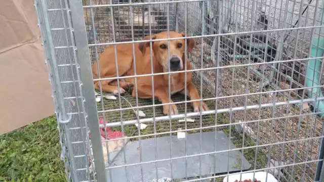 Los perros comenzaron a ser ayudados con tratamiento veterinario