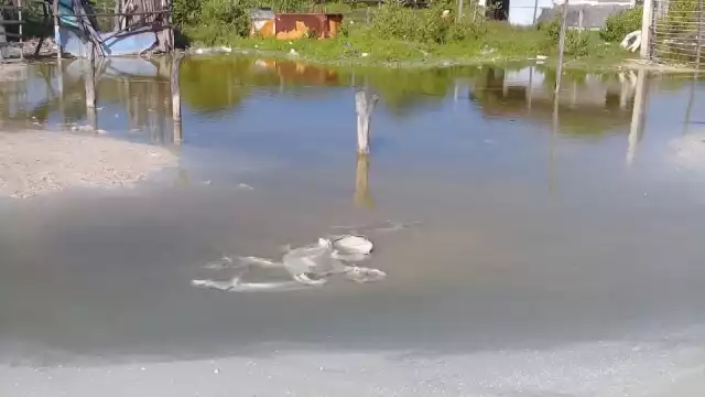 Pobladores sufren de moscos y de falta de servicios básicos