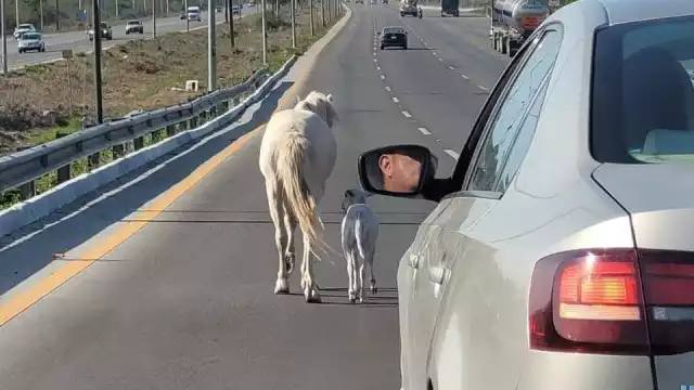 El animal fue visto por varios en el tramo carretero