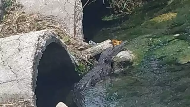 El cocodrilo fue visto en el canal de desague de la secundaria Instituto Campechano. Foto: Especial