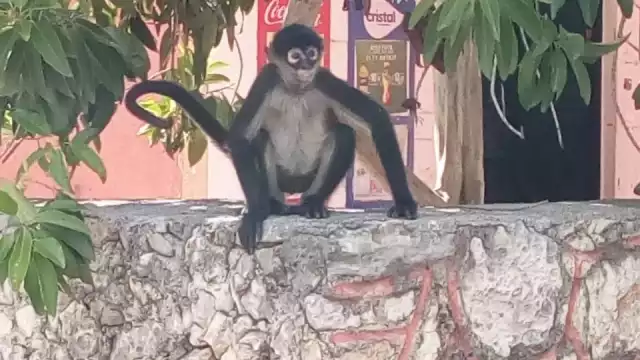 FOTO: JOSE ALFREDO ISLAS CHUC