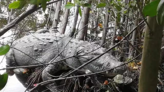 Amas de casa de la zona temen que los reptiles ataquen a sus hijos o a sus mascotas