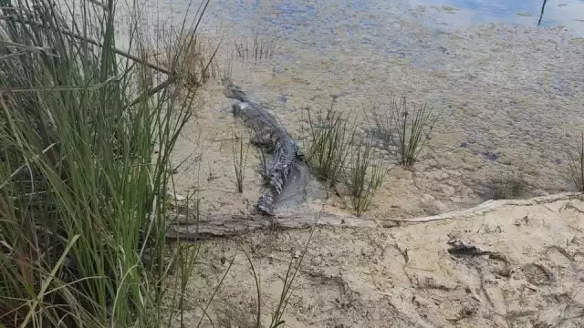 La zona dónde fue liberado, no fue reportado por la dependencia