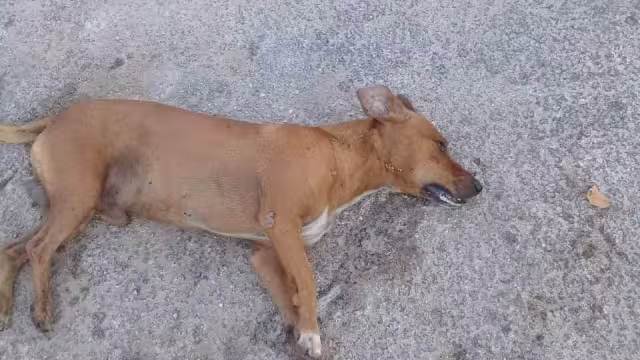 El tóxico en la vía pública es un peligro para otros animales o personas