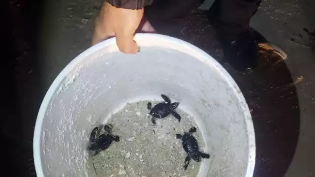 Los elementos resguardaron las crías de quelonio de forma inmediata, informándoles a las autoridades correspondientes sobre el hallazgo