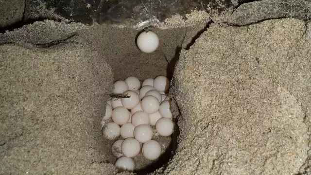 Otro de los motivos de los saqueos, es que la gente sigue creyendo que los huevos de tortuga son estimulantes sexuales